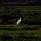 Weisser Reiher im Abendlicht