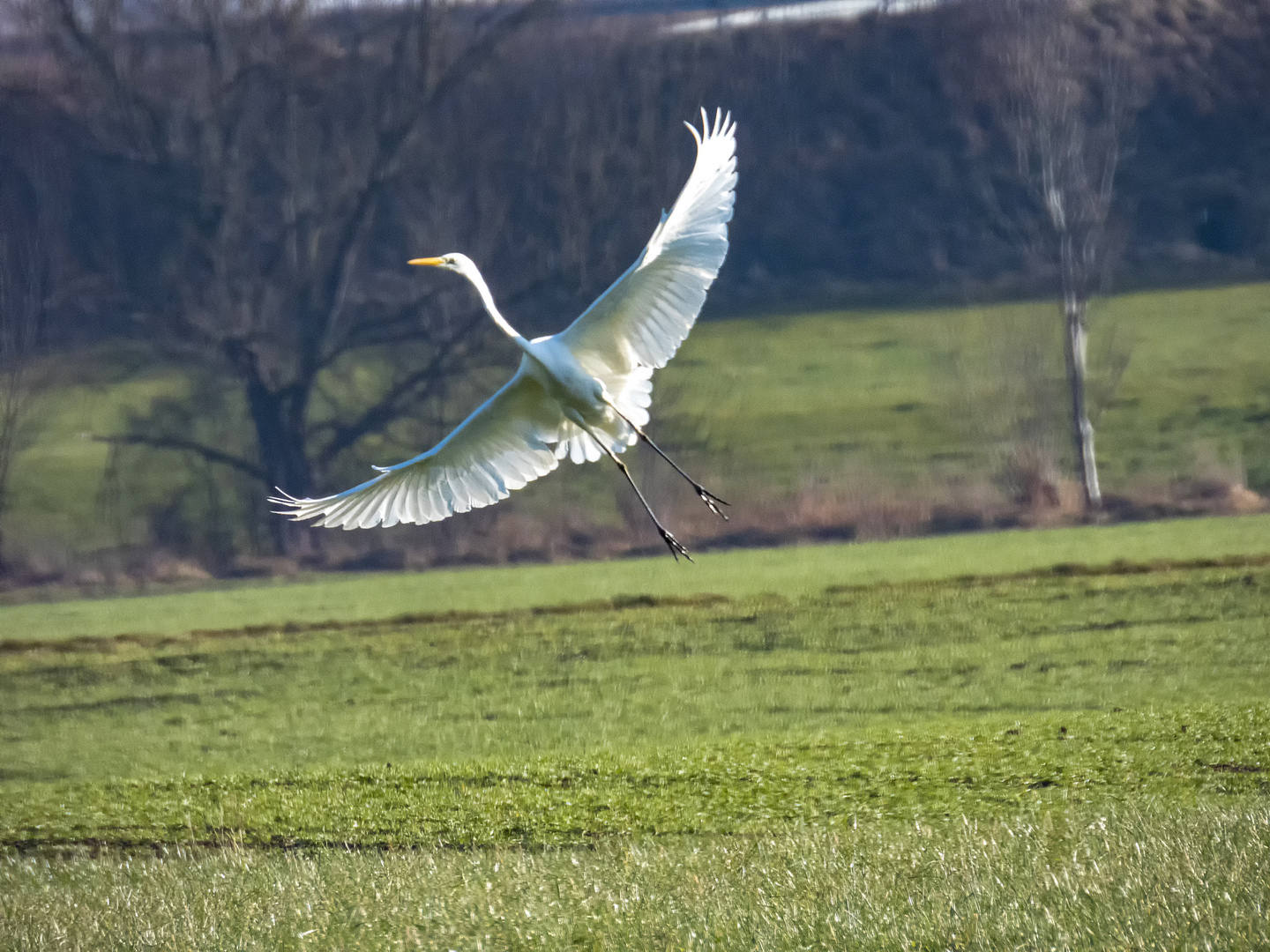 weißer Reiher in Abflug