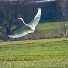 weißer Reiher in Abflug