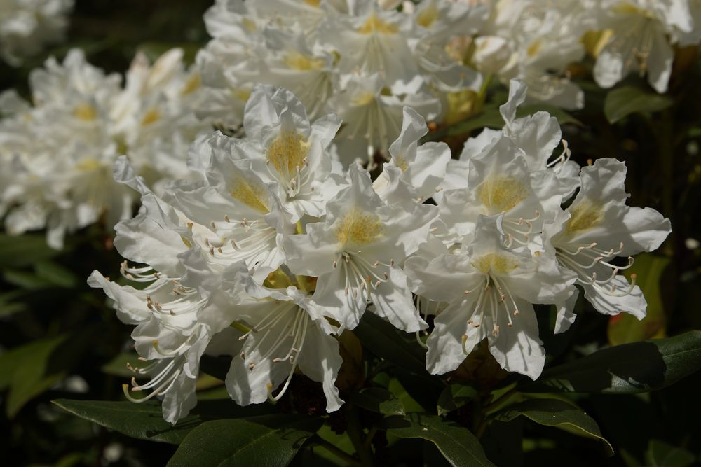 Weisser Rhodendron im Tiergarten