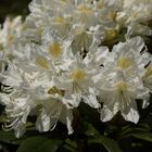 Weisser Rhodendron im Tiergarten