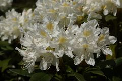 Weisser Rhodendron im Tiergarten