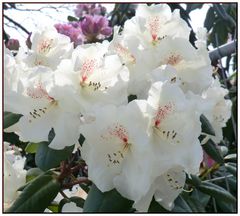 Weißer Rhododendron