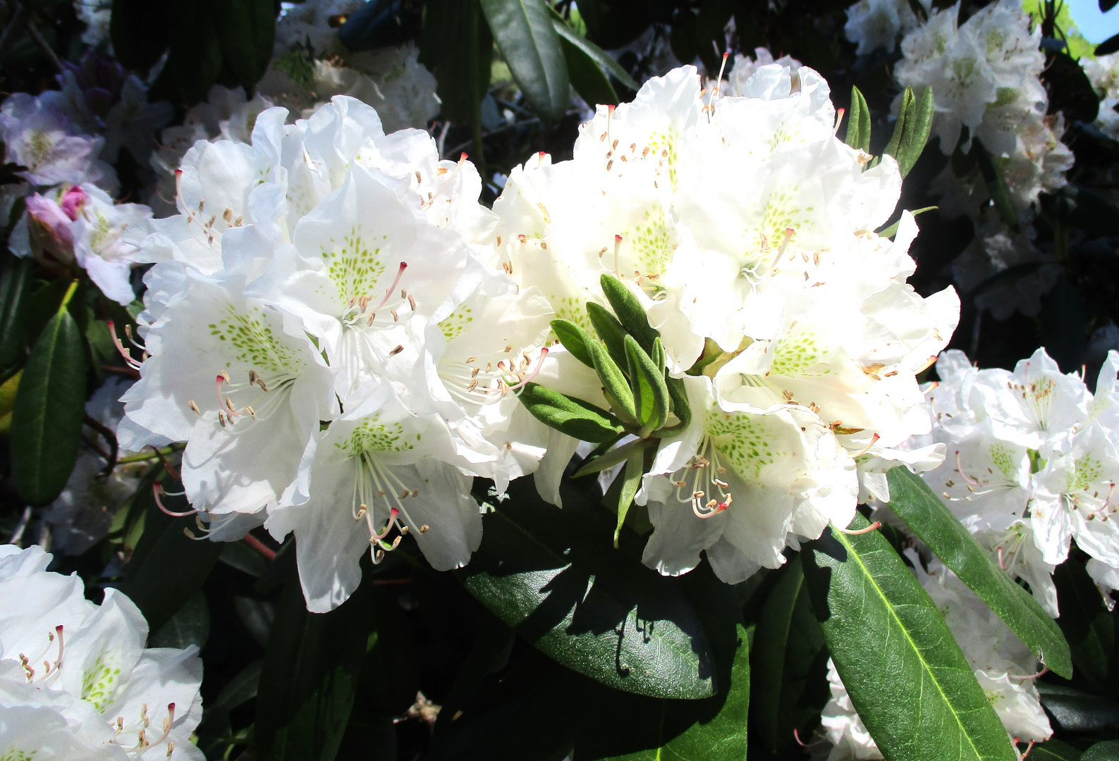 weißer Rhododendron