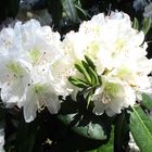 weißer Rhododendron