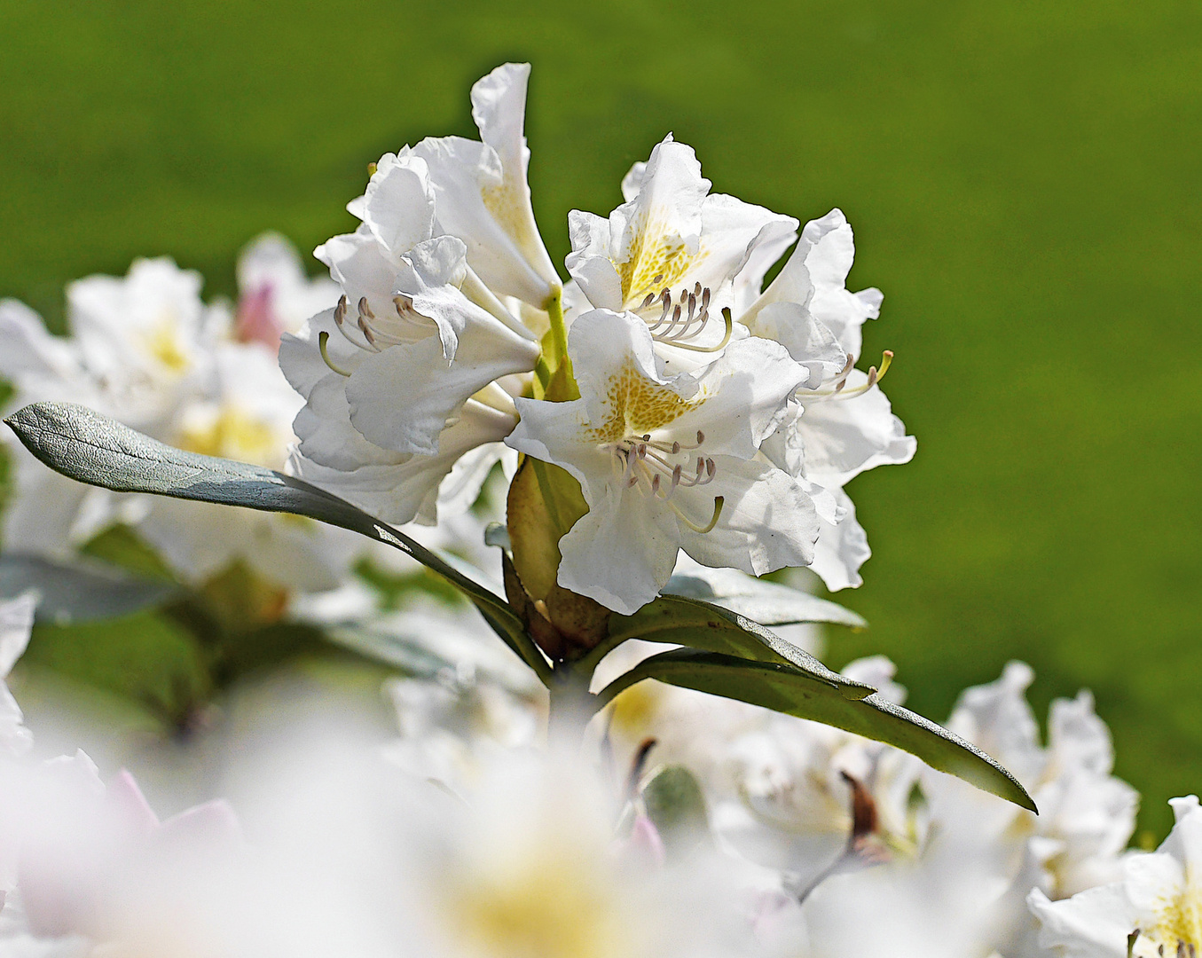 weißer Rhododendron