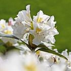 weißer Rhododendron