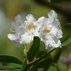 Weißer Rhododendron