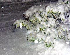 Weißer Rhododendron