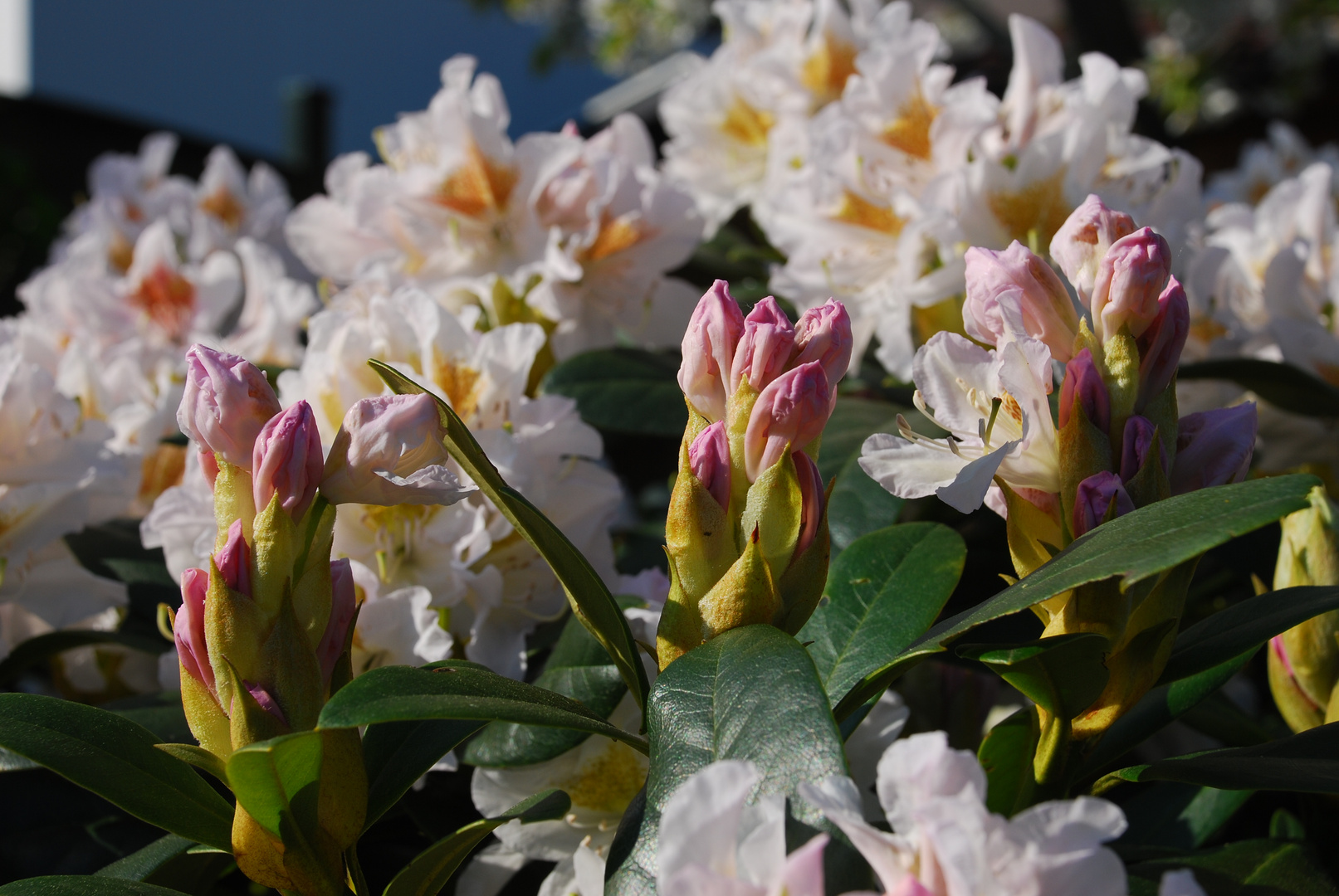 Weißer Rhododendron