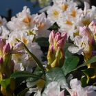 Weißer Rhododendron