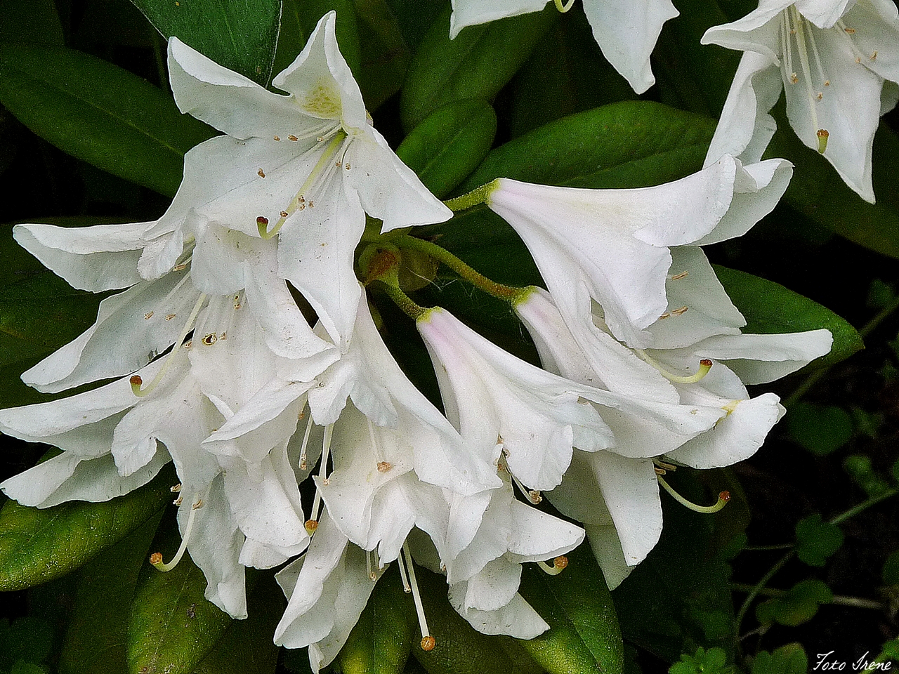 weißer Rhododendron