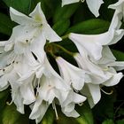 weißer Rhododendron