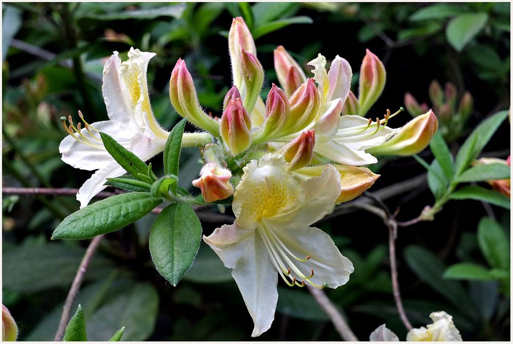 Weißer Rhododendron