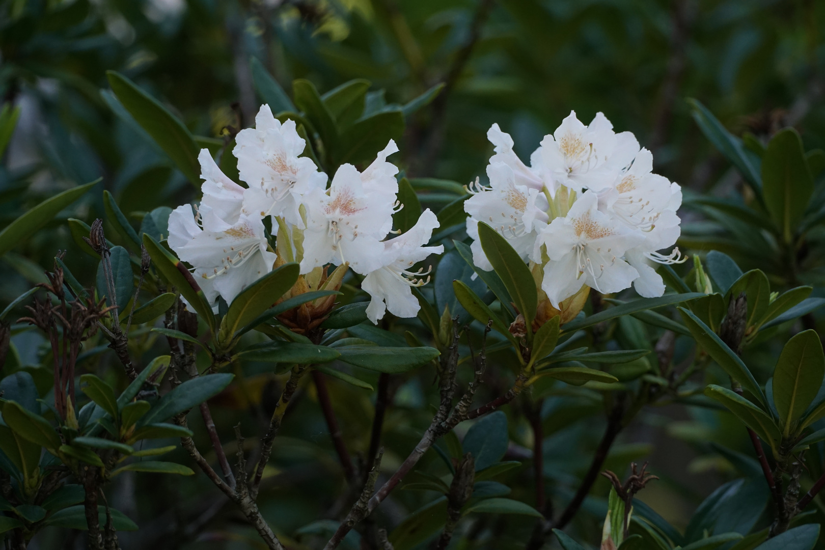 Weißer Rhododendron