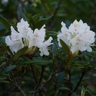 Weißer Rhododendron