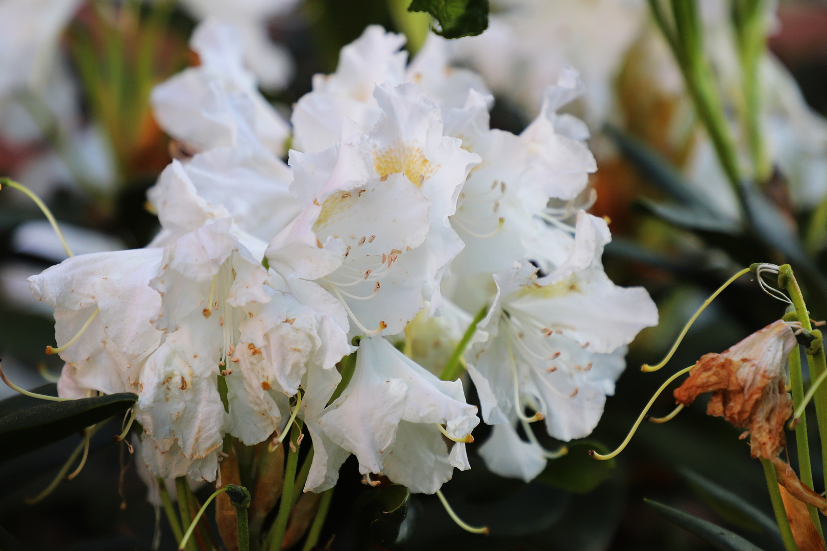 weißer Rhododendron 