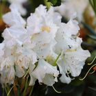 weißer Rhododendron 