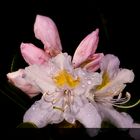 weißer Rhododendron