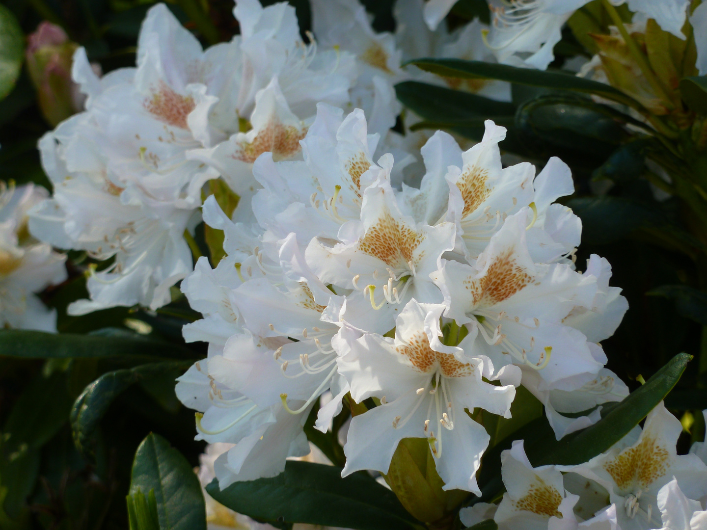 Weißer Rhododendron mit braun