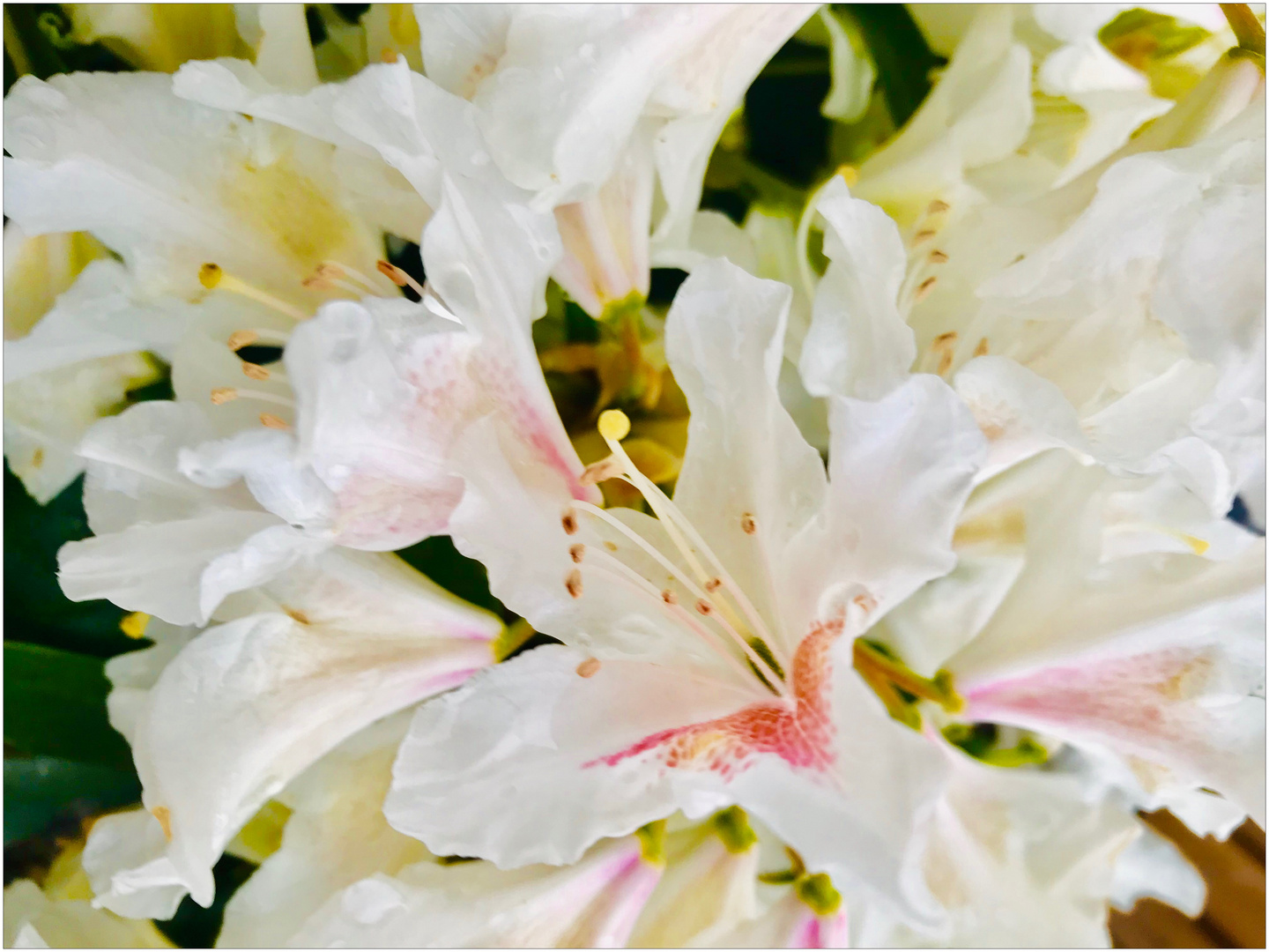 Weißer Rhododendron mit rotem Herz