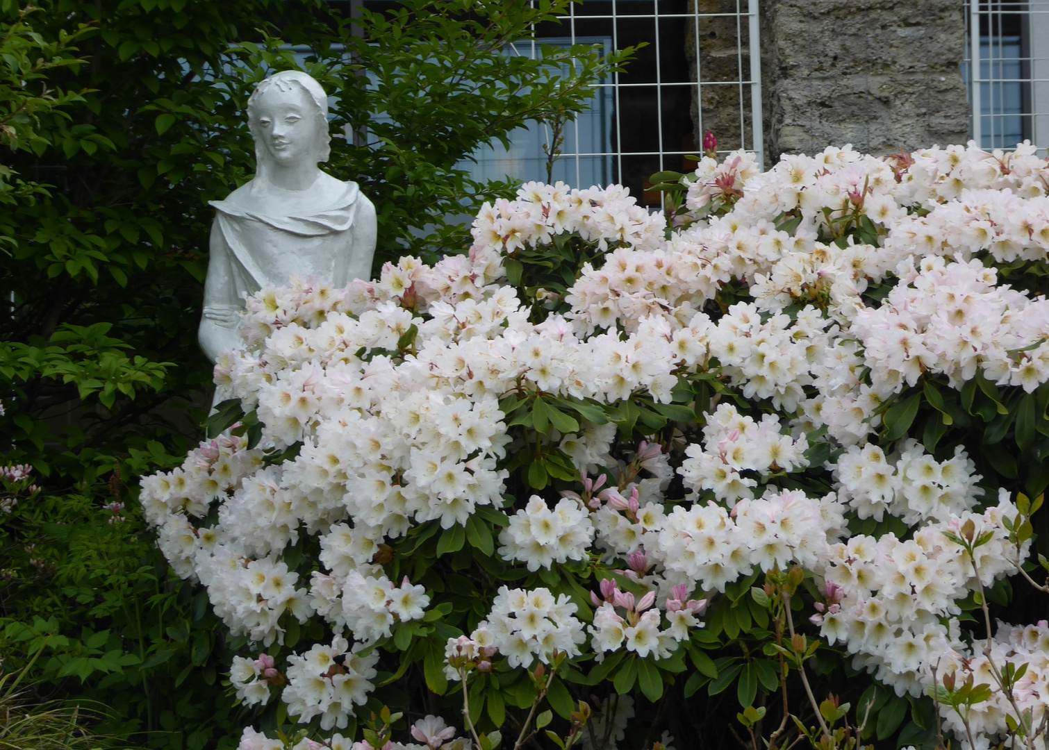 Weißer Rhodondendron....