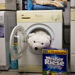 Weißer Riese in der Waschmaschine - Bärenstark!