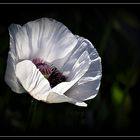 °°° Weißer Riesenmohn °°°