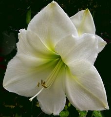 Weißer Ritterstern (Hippeastrum Hybride)