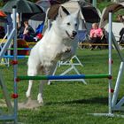 Weißer Schäfehund im Agilityparcours A0 Jumping