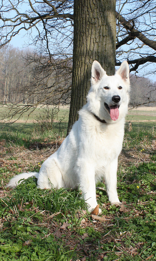 weißer Schäferhund von Anke- Köhler 