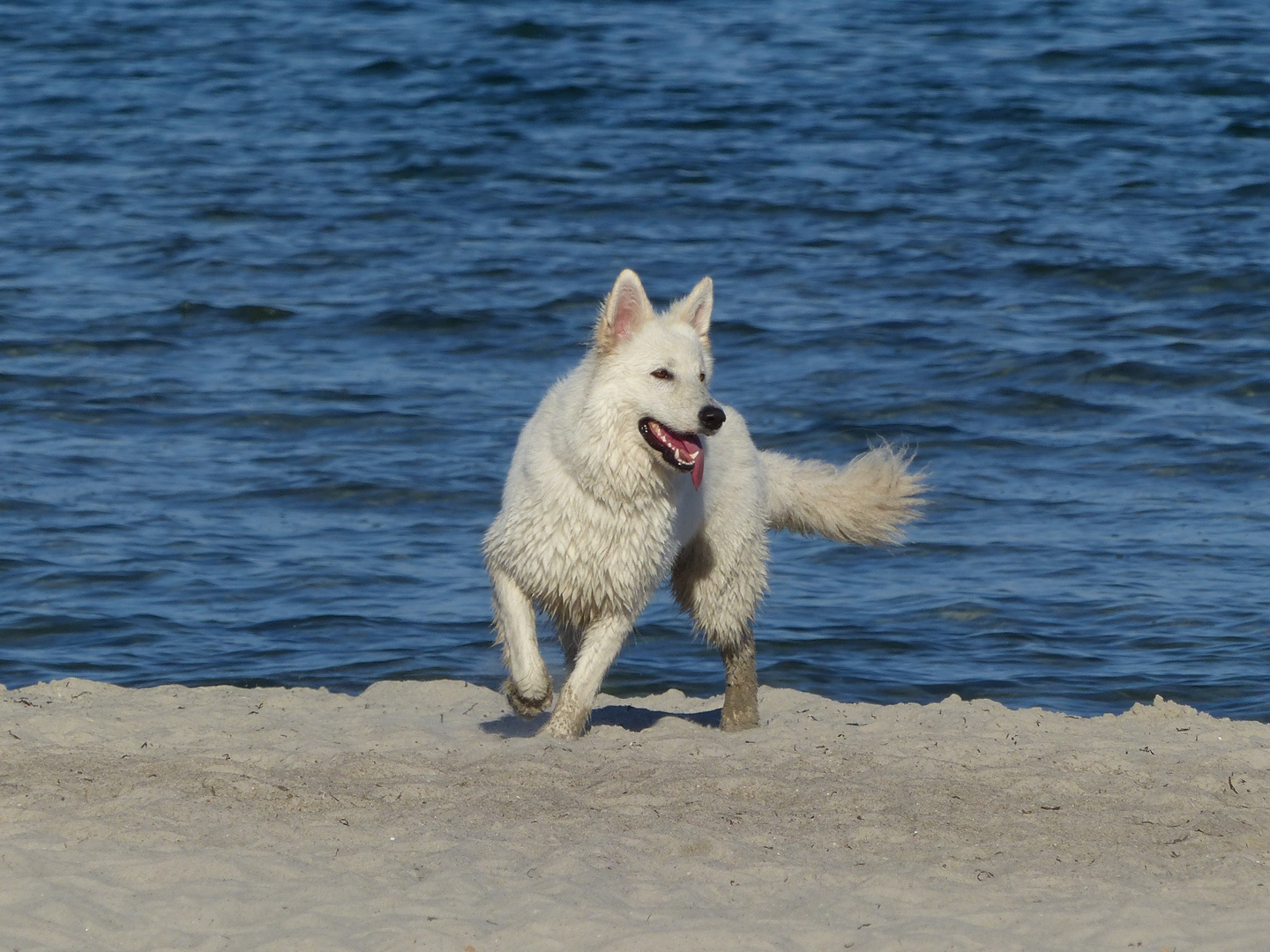 Weißer Schäferhund