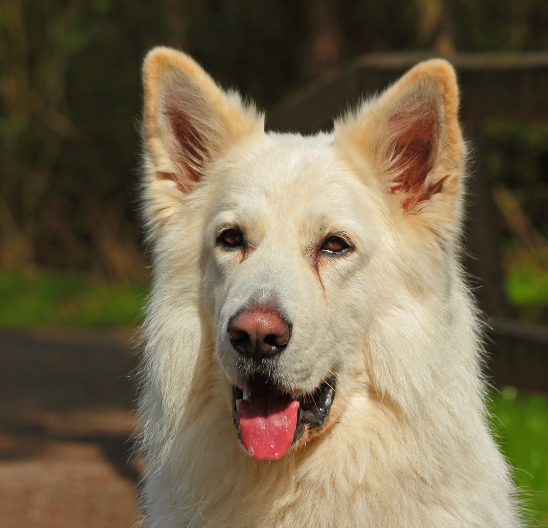 Weißer Schäferhund