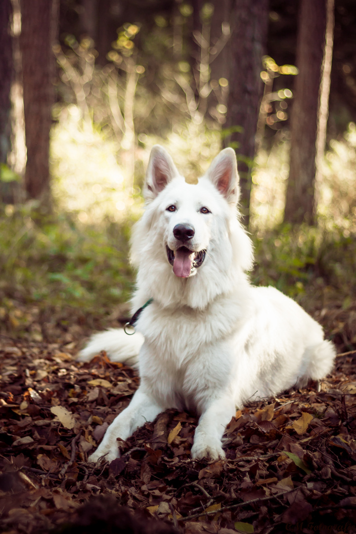 weißer Schäferhund