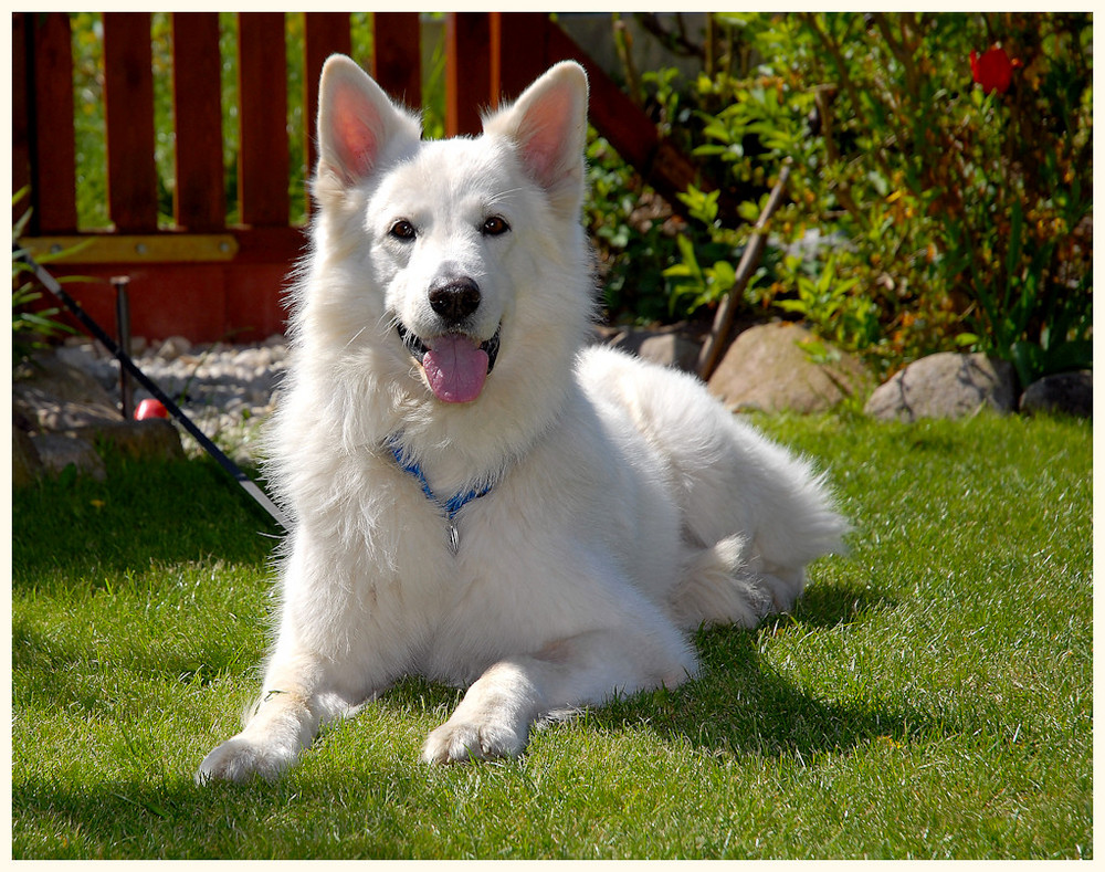 Weißer Schäferhund Foto &amp; Bild | tiere, haustiere, hunde Bilder auf ...