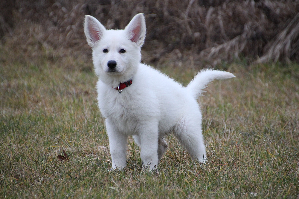 weißer Schäferhund