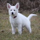 weißer Schäferhund