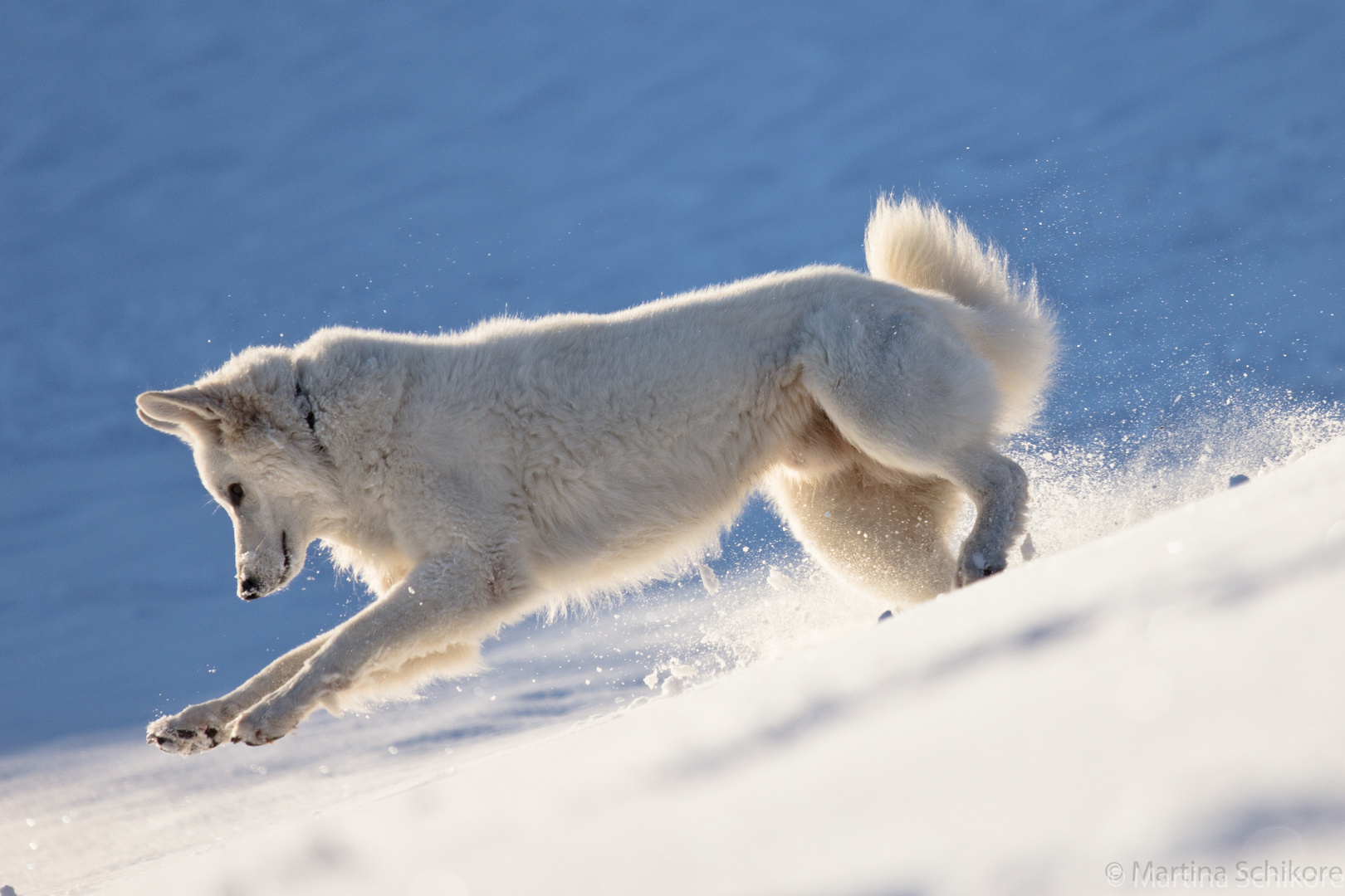 Weißer Schäferhund im Schnee