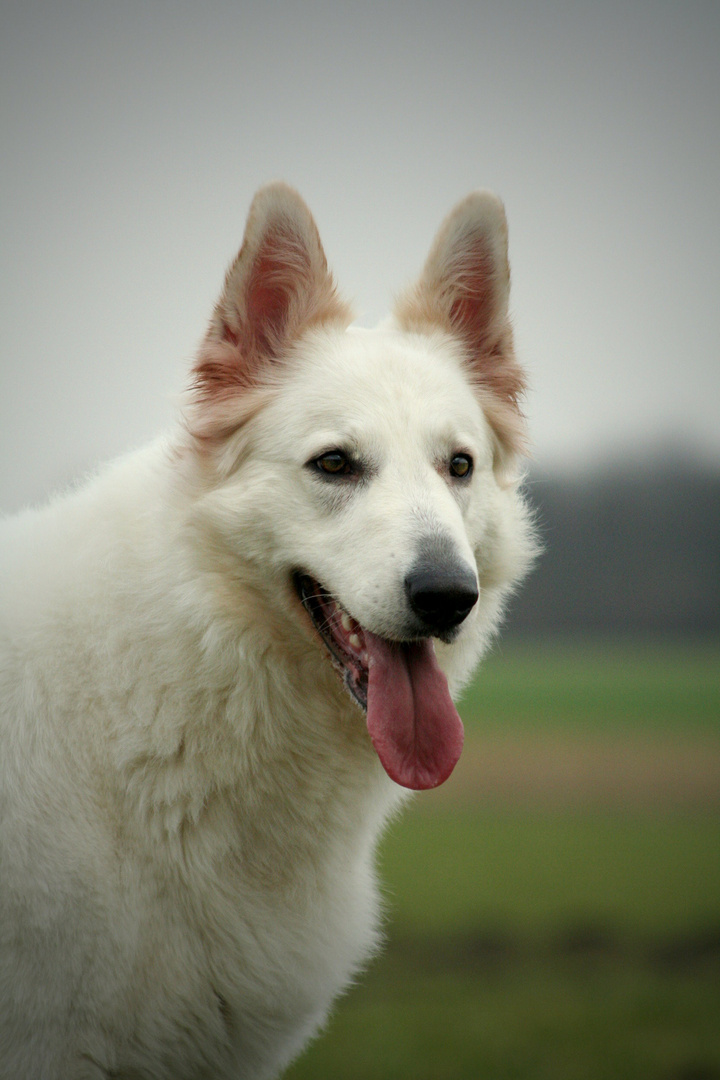 Weißer Schäferhund - Mix Julie