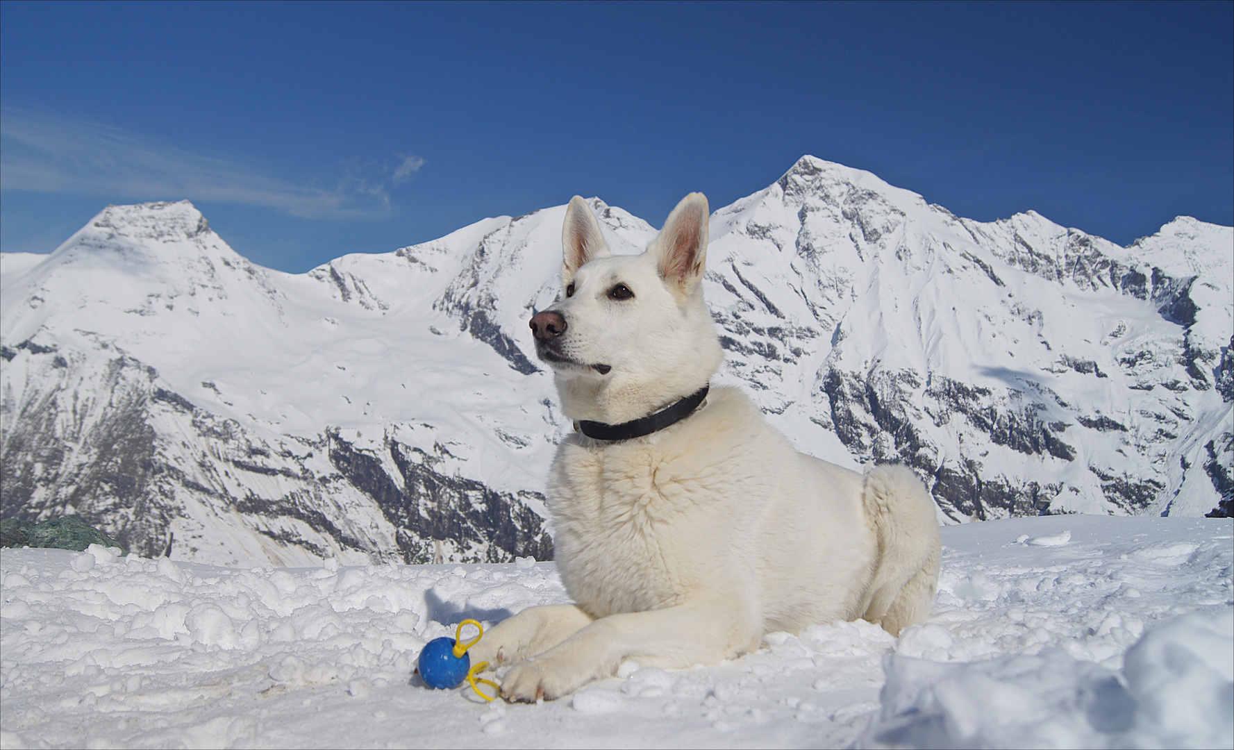 Weißer Schäferhund und Bergpanorama...........