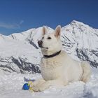 Weißer Schäferhund und Bergpanorama...........