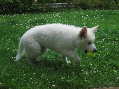 Weißer Schäferhundwelpe