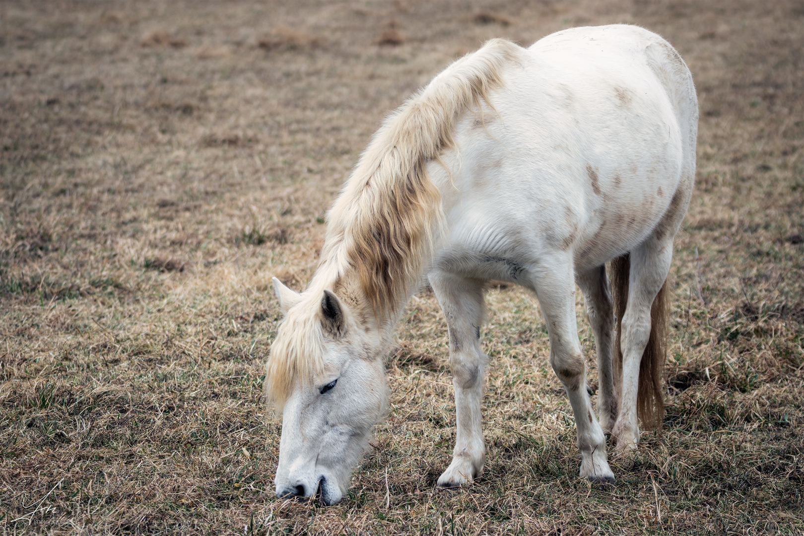 weißer schimmel bilder