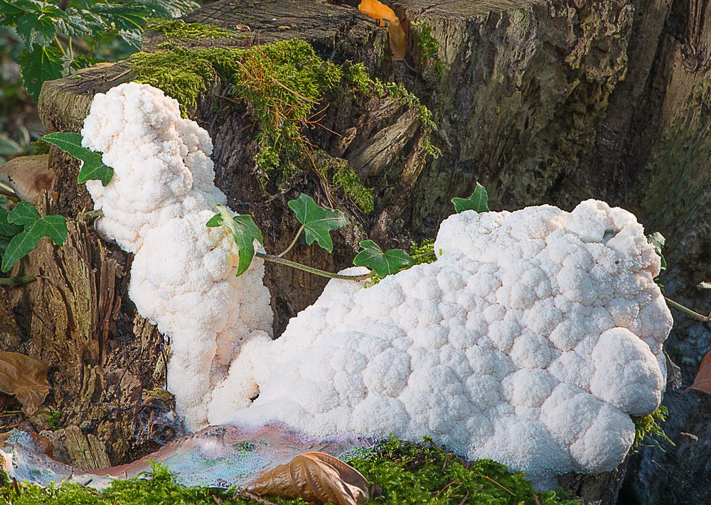 Weißer Schleimpilz Foto & Bild spezial, natur, nahaufnahme Bilder auf