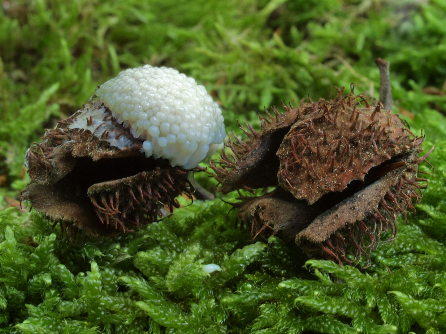 Weißer Schleimpilz Foto & Bild natur, pilz, pilze Bilder auf