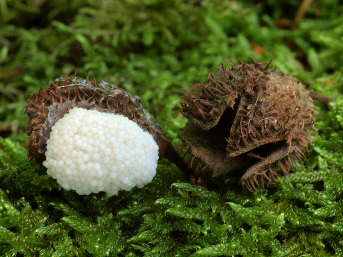 Weißer Schleimpilz auf Bucheckernkapsel Foto & Bild natur, pilz