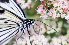 weißer Schmetterling