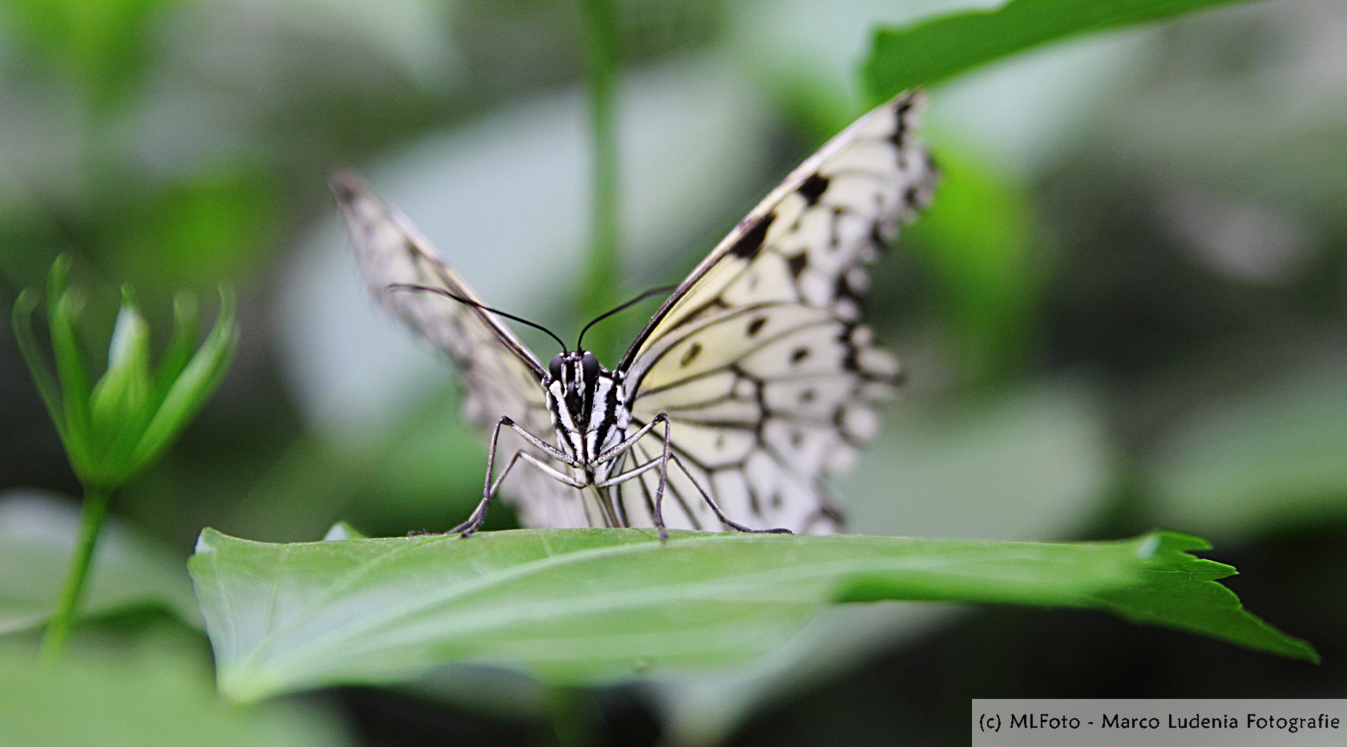 Weißer Schmetterling