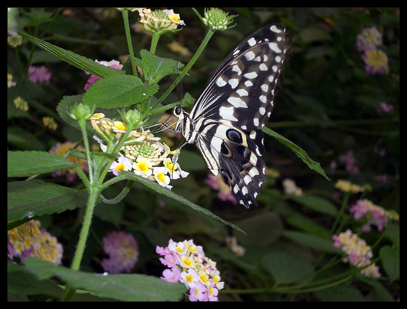 Weißer Schmetterling?