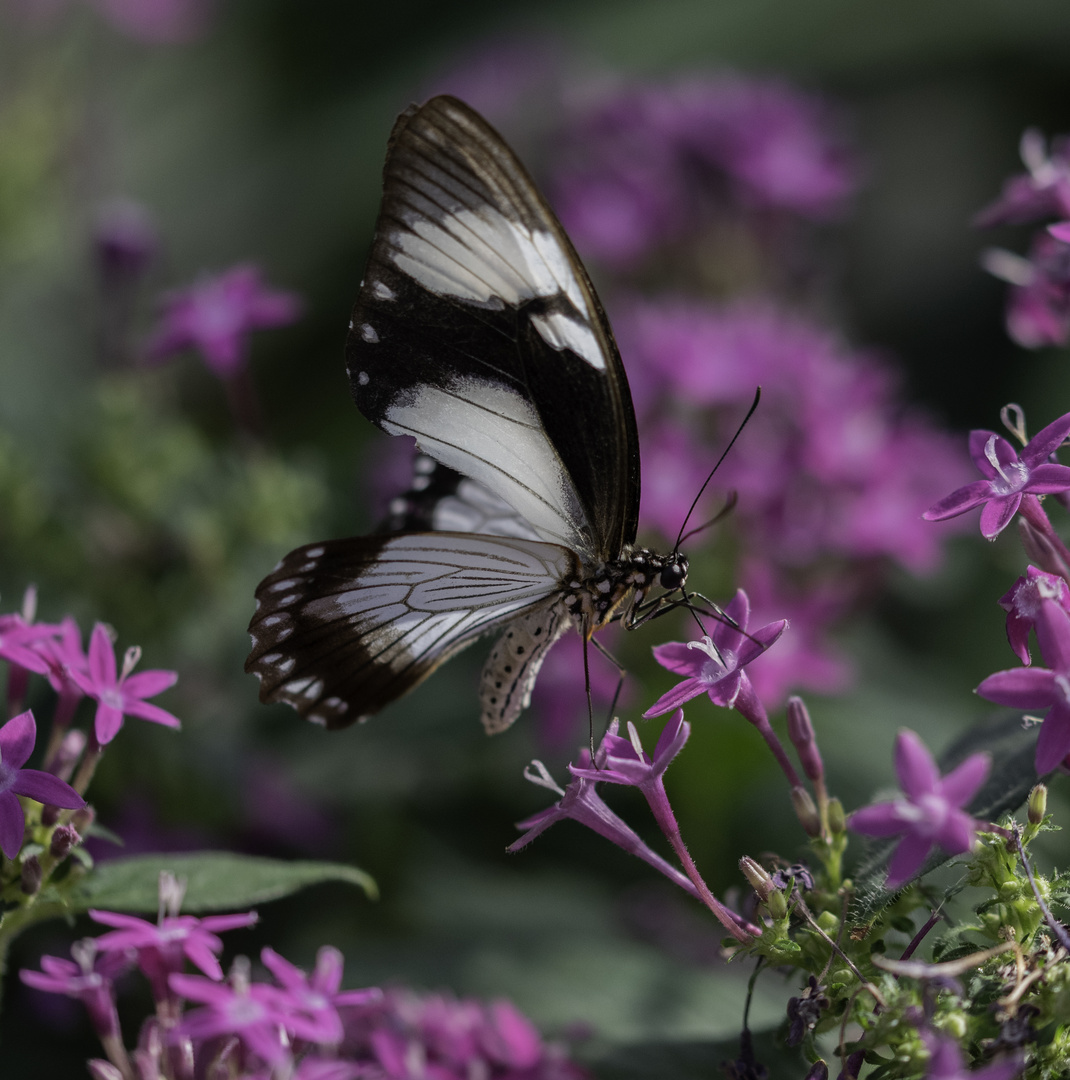 Weißer Schmetterling